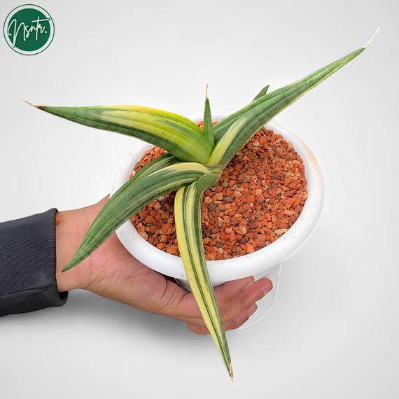 Sansevieria Ed Eby Paten Variegated Rare Uniqe Snake Plant - Etsy