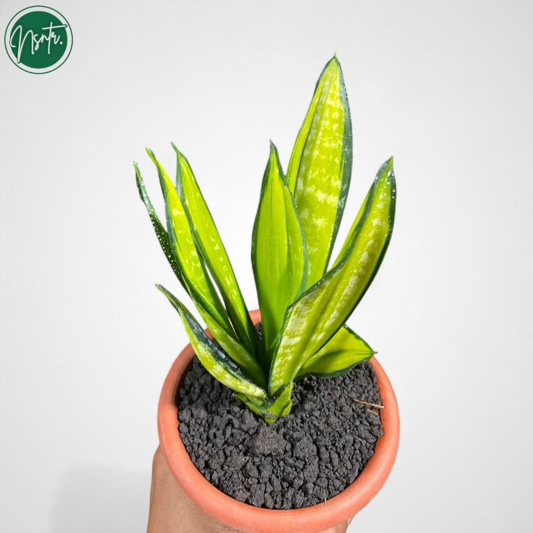 Sansevieria Moonshine Brazillian Crested Variegated Rare Uniqe