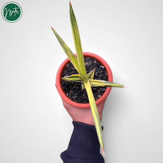 Sansevieria Motomo Variegated Rare Uniqe Snake Plant - Etsy