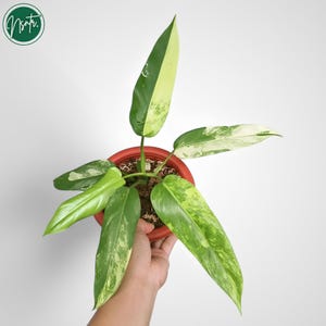 Philodendron Domesticum Variegated Rare Uniqe Plant