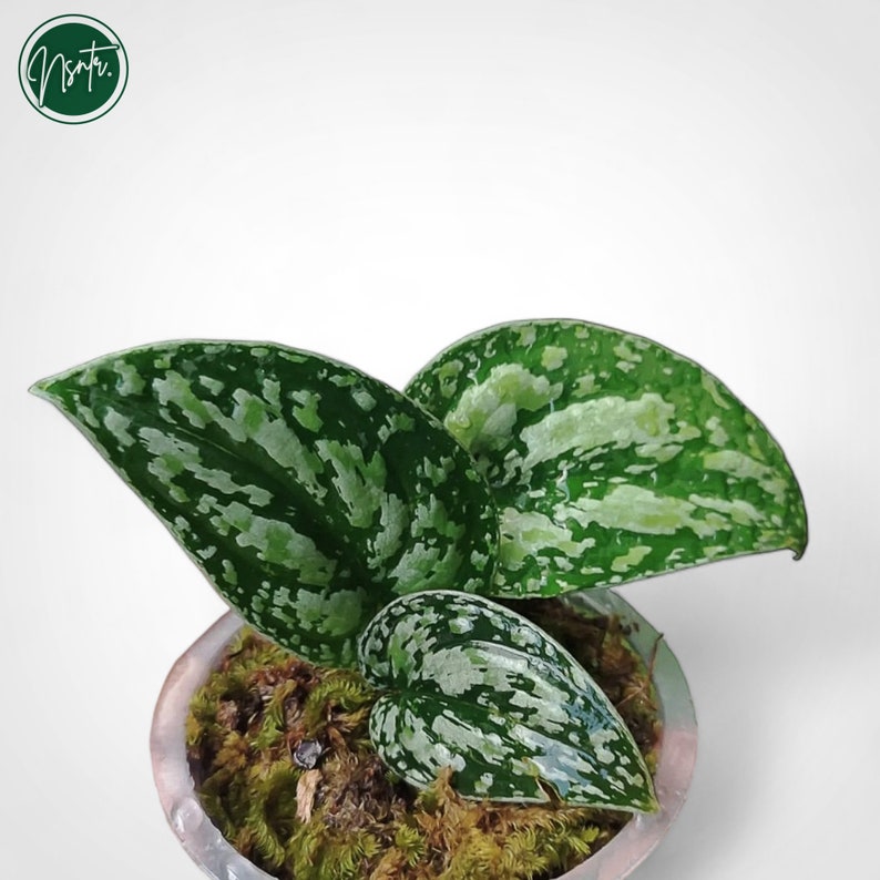 NsntrTropicalPlant Scindapsus Tricolor - Thumbnail 5