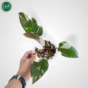 Philodendron Anderson Variegated Rare Uniqe Plant