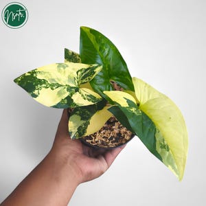 Syngonium Aurea Yellow Variegated Uniqe Plant