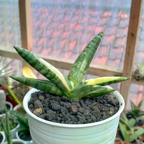 サンスベリア Sansevieria Mini Boncel white v A