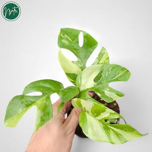 Könnte beinhalten: Eine panaschierte Monstera-Pflanze mit grünen und weißen Blättern. Die Pflanze befindet sich in einem kleinen Topf und wird von einer Hand gehalten.