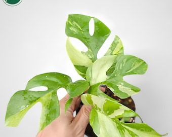 Rhaphidophora Tetrasperma Variegated Rare Uniqe Plant