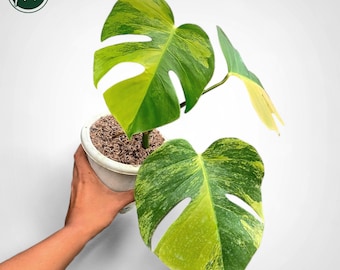 希少！斑入りモンステラ　グリーンオングリーン Green on Green モンステラ デリシオーサ グリーンオングリーン Green on Green