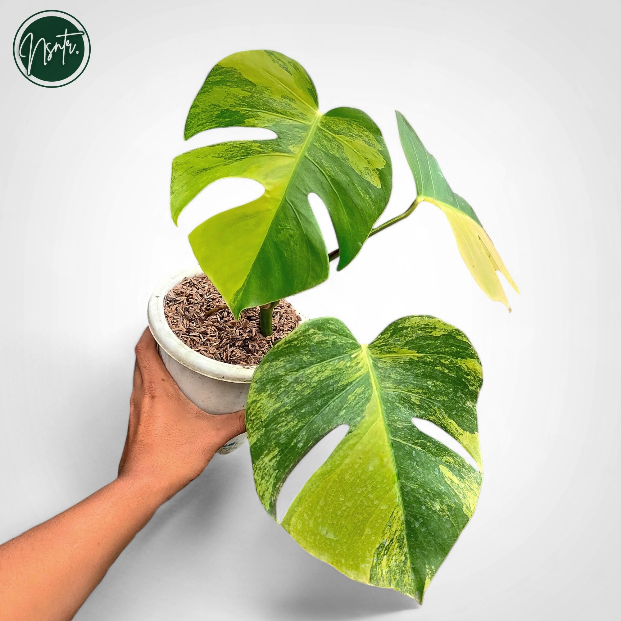Monstera Aurea Yellow Variegated Rare Plant - Etsy