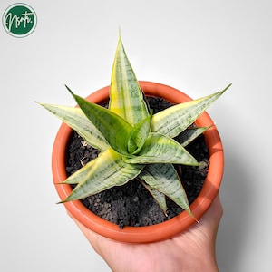 Może przedstawiać: Mała doniczkowa roślina wężowa z zielono-żółtymi paskowanymi liśćmi. Roślina znajduje się w doniczce z terakoty.