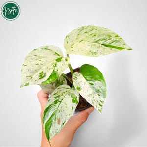 Epipremnum Pinnatum Marble Variegated Rare Uniqe Plant