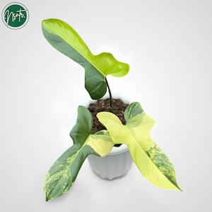 Philodendron bipennifolium variegated - Etsy 日本