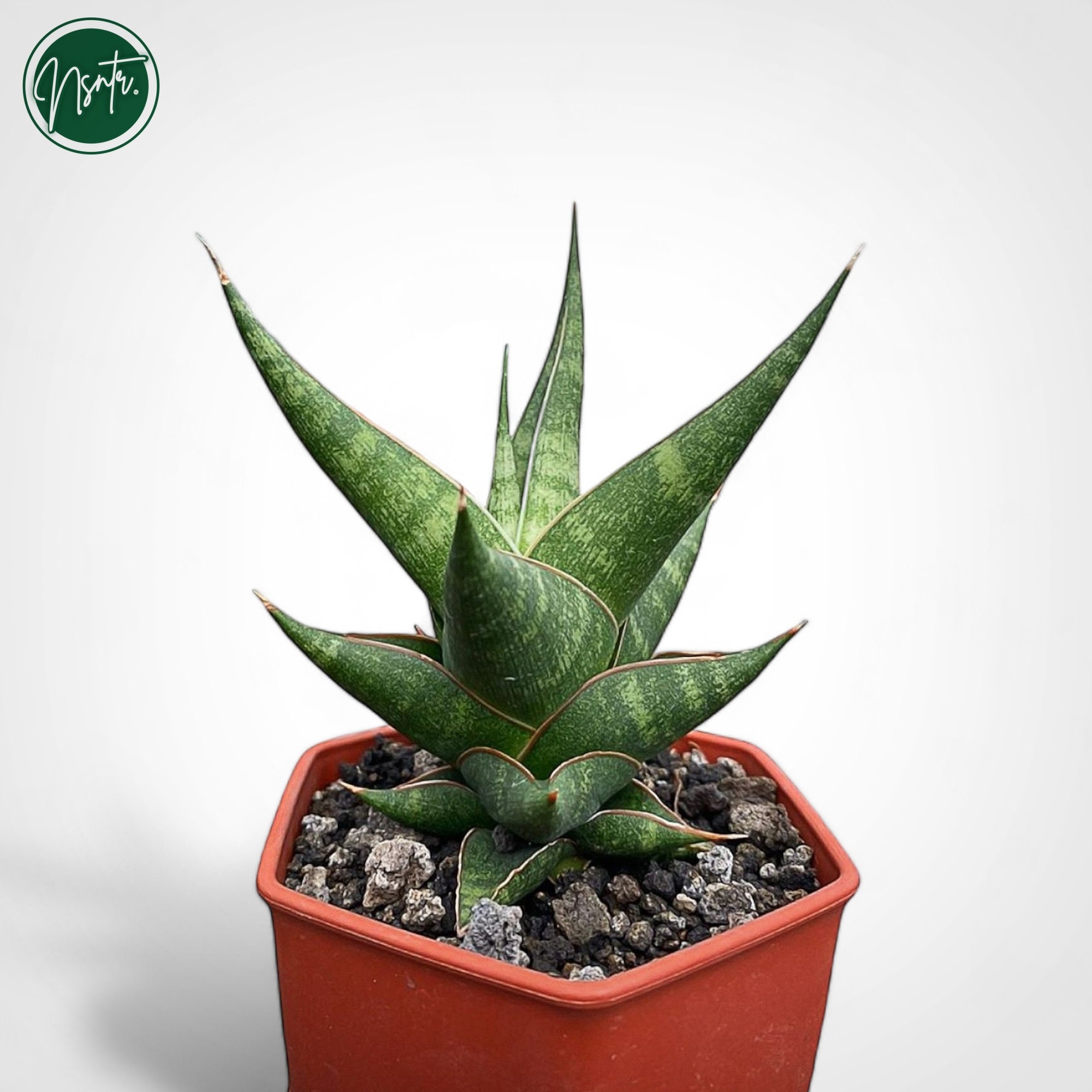 Sansevieria Hybrid Prabu Rare Uniqe Snake Plant - Etsy