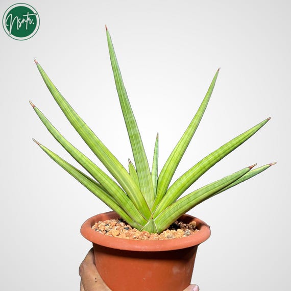 calathea green Calathea ornata 'Beauty Star' main image 0