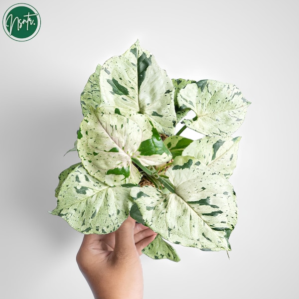 Syngonium Green Splash Variegated Uniqe Plant