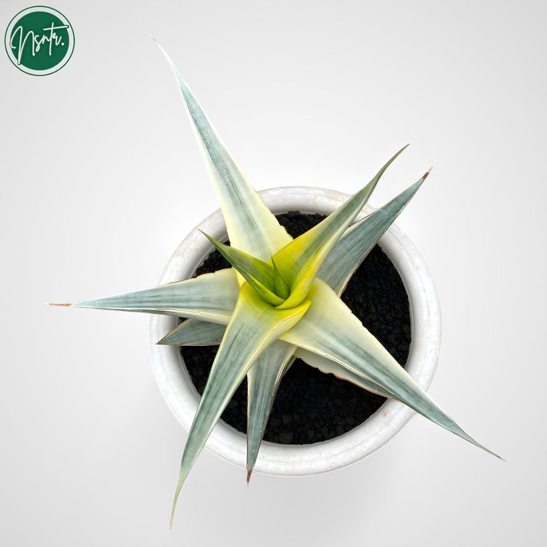 Sansevieria Snow White Variegated Rare Uniqe Snake Plant - Etsy