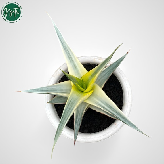 Sansevieria Snow White Variegated Rare Uniqe Snake Plant - Etsy