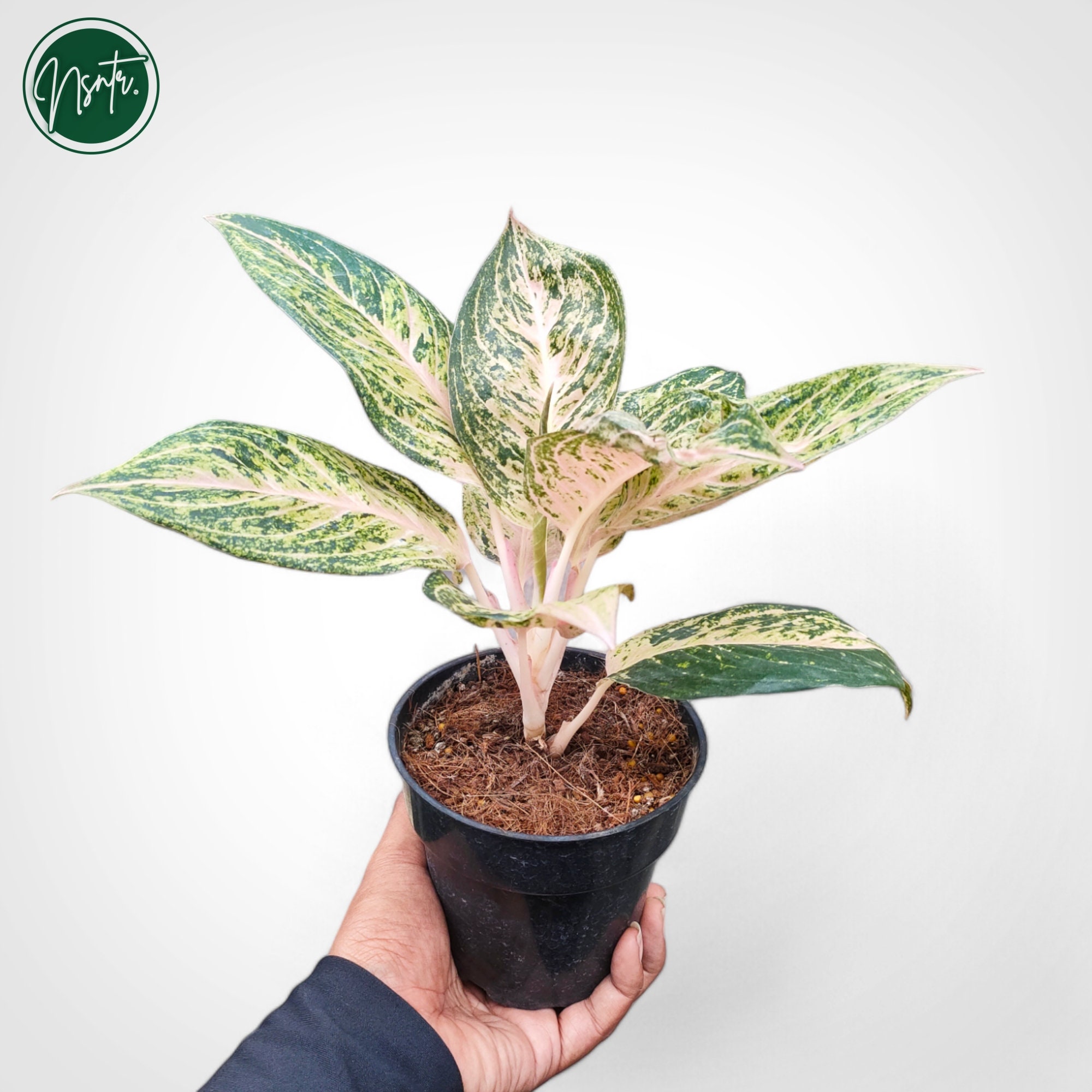 アグラオネマ ホワイト ティアラ 珍しいユニークな植物 - Etsy 日本