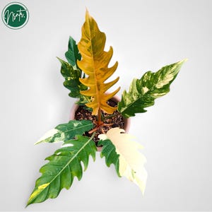 Puede incluir: Una planta de interior Philodendron Birkin variegada con hojas en tonos verdes, amarillos y blancos. La planta está en maceta en una maceta marrón.