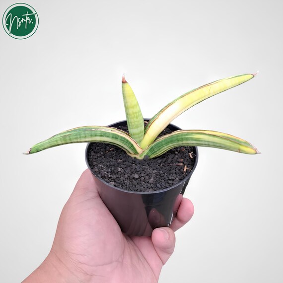 Sansevieria Personii Variegated Rare Uniqe Snake Plant - Etsy