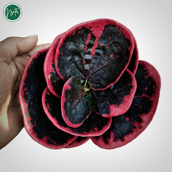 Codiaeum Variegatum Black Rose Rare Uniqe Croton Plant