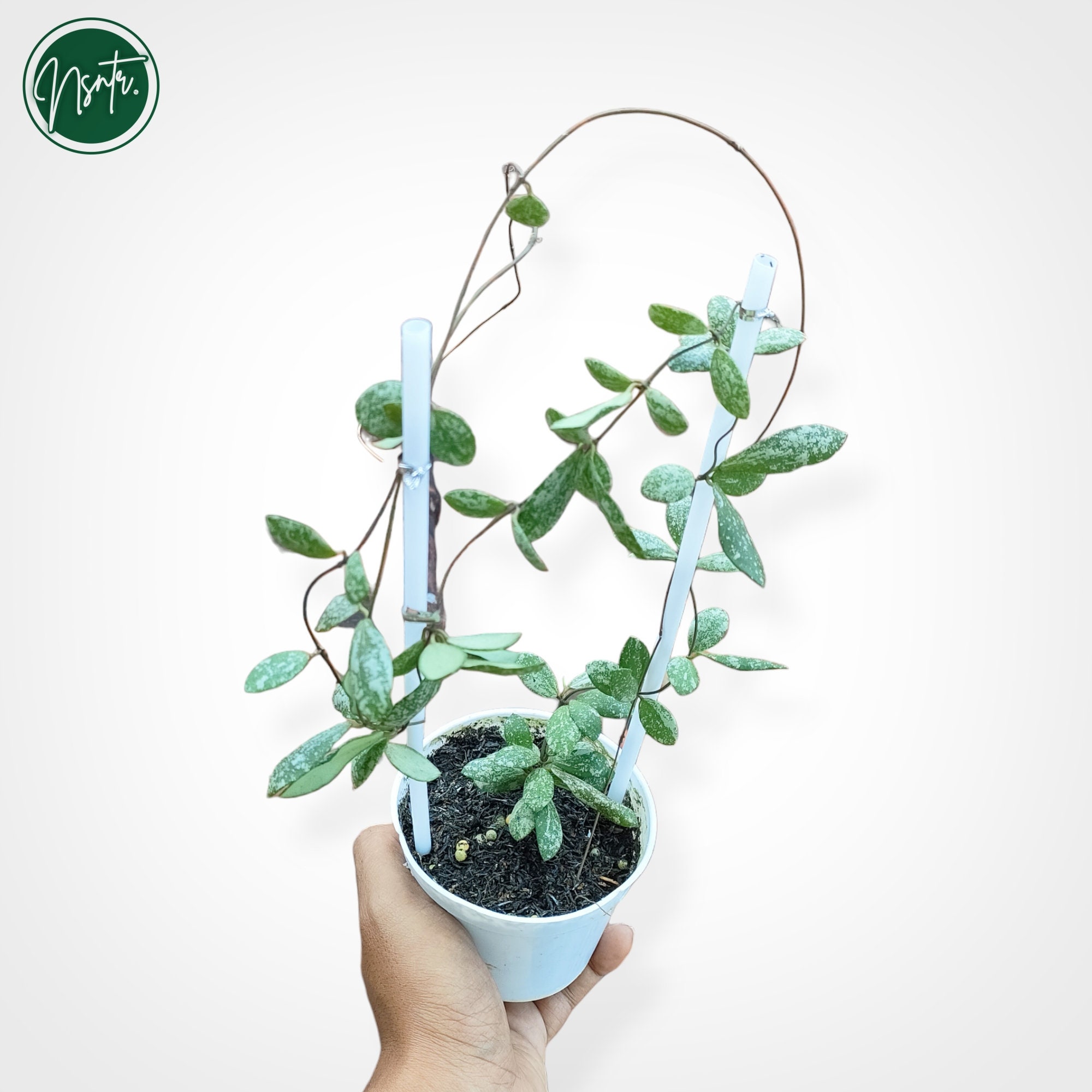 Hoya Sp Kalimantan - Etsy