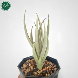 Puede incluir: Una planta de Sansevieria con hojas largas y erguidas, de color verde pálido, bordeadas de marrón rojizo. La planta está en una maceta hexagonal negra llena de pequeñas piedras y tierra. La planta tiene un tono verde claro sobre un fondo blanco.