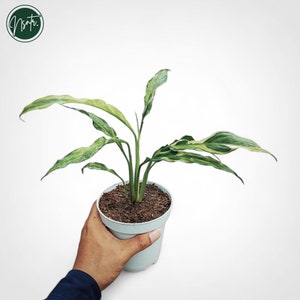 Spathiphyllum Curly Variegated Rare Uniqe Plant