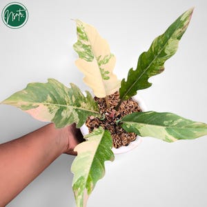Puede incluir: Una planta de Philodendron en maceta con hojas grandes y abigarradas en tonos verdes, crema y rosa. Las hojas tienen una forma lobulada única. La planta está en una maceta blanca y el suelo está cubierto de mantillo. La imagen incluye un logotipo en la esquina superior izquierda.