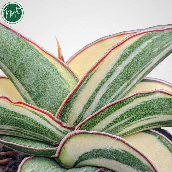 Sansevieria Robusta Dwarf White Variegated Rare Uniqe Snake Plant