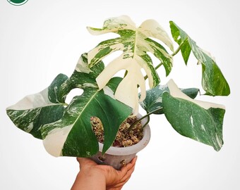 Monstera White Tiger Albo Variegated Real Pict Plant