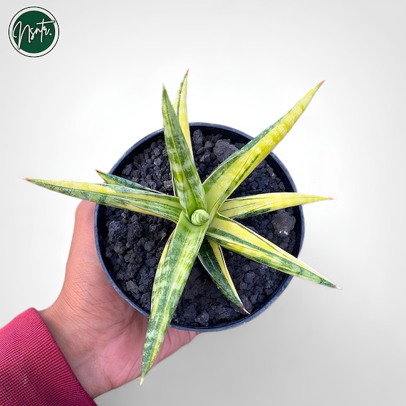 Sansevieria Ballyii Star Variegated Seltene Einzigartige Schlangenpflanze -  Etsy.de