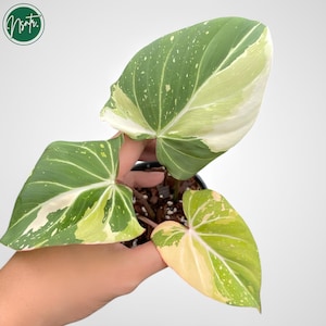 Philodendron Gloriousum Tricolor Variegated Rare Uniqe Plant