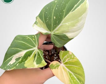 shampoo ginger plants Awapuhi Ginger | Live Plant