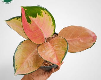 Bidadari Aglaonema 8 - Etsy