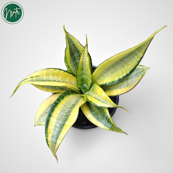 Sansevieria Hybrid Marga Variegated Rare Uniqe Snake Plant - Etsy