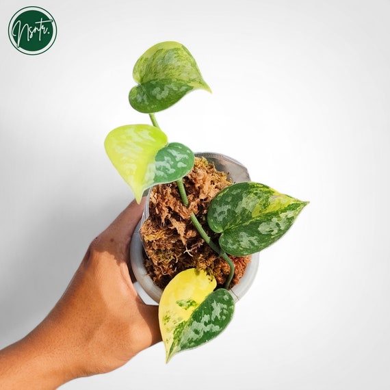 scindapsus bakudapati ①