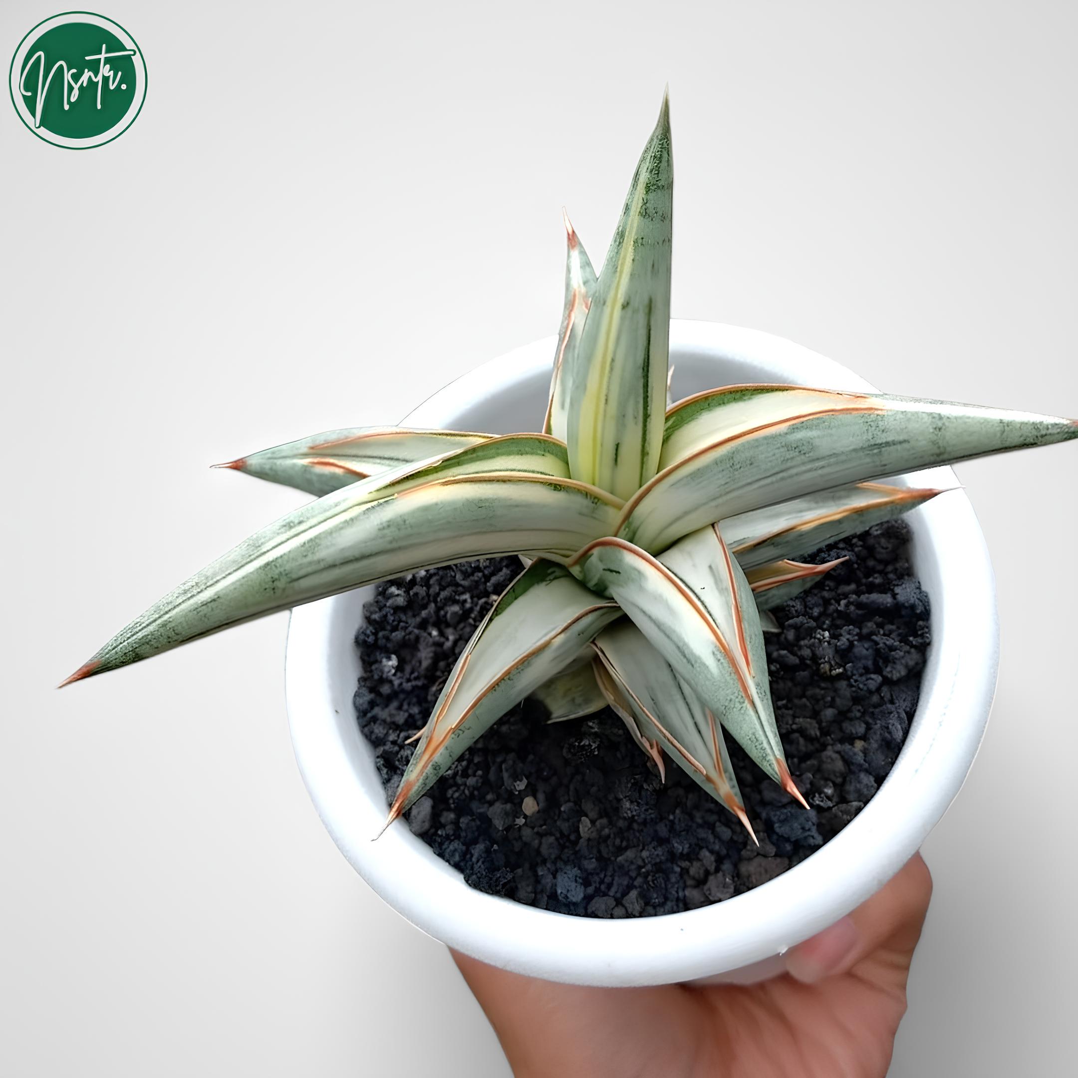 Sansevieria Blue Clone Variegated Rare Uniqe Snake Plant - Etsy