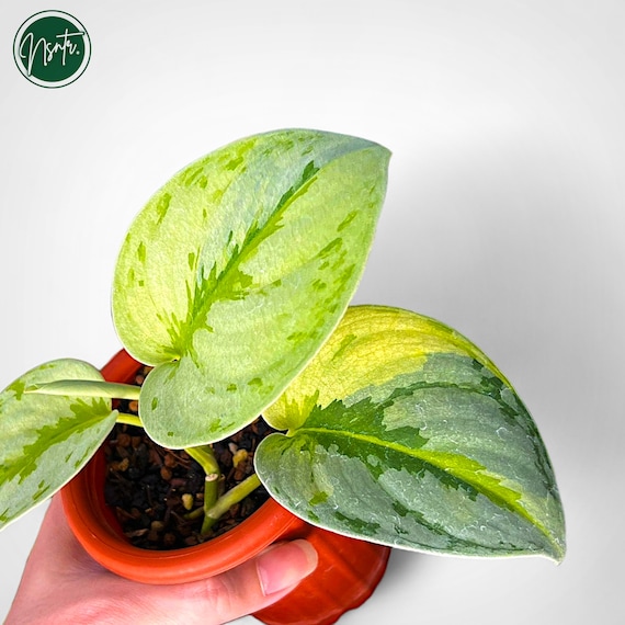 Scindapsus Yupa Variegated Real Pict Plant - Etsy Canada