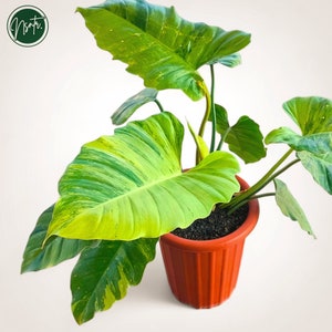 Philodendron Jungle Fever Variegated Mature Real Pict Plant