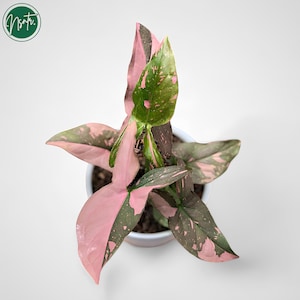 Syngonium Pink Splash Variegated Uniqe Plant