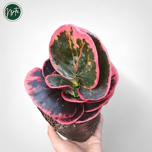Codiaeum Variegatum zwarte roos zeldzame unieke crotonplant