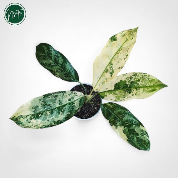 Aglaonema Commutatum Variegated Rare Uniqe Plant - Etsy Canada