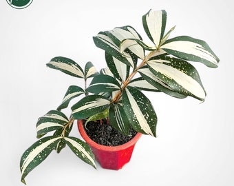 Zeldzame unieke sierplant Dracaena Milky Way