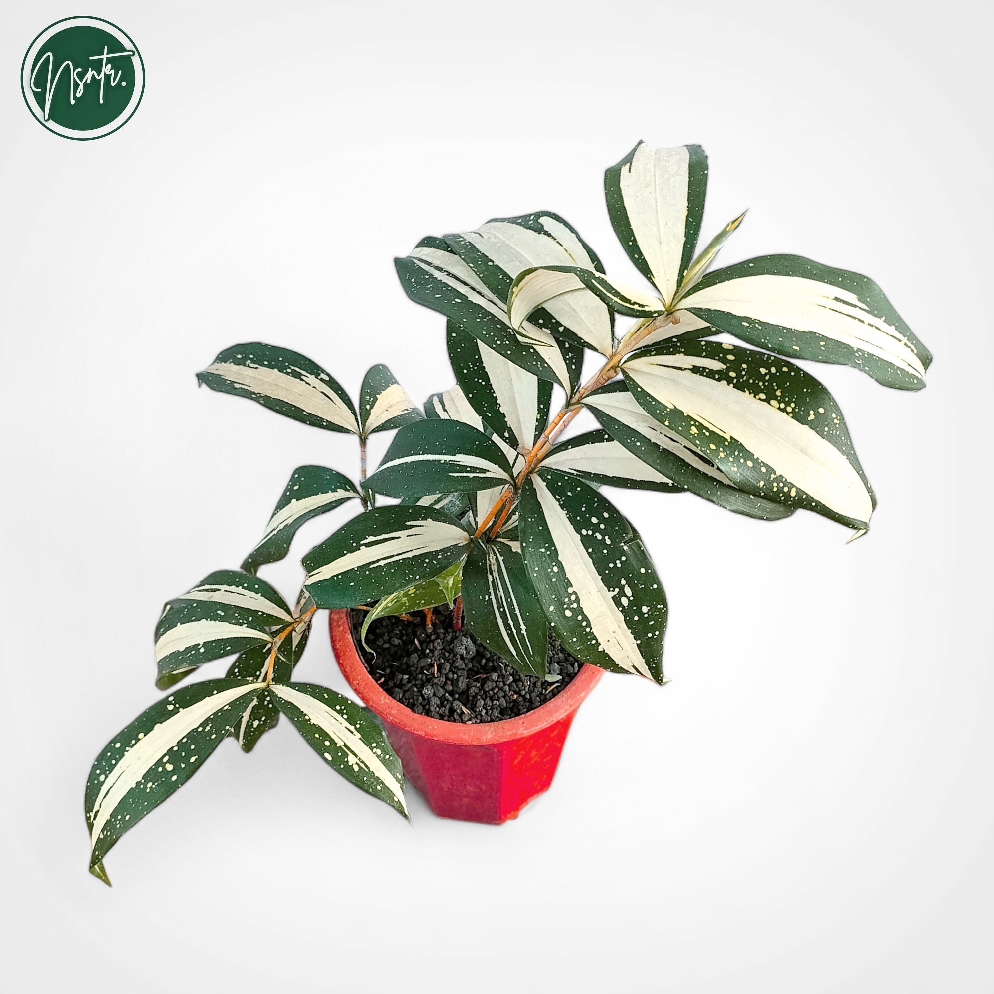 Dracaena Milky Way Rare Uniqe Ornamental Plant - Etsy Canada
