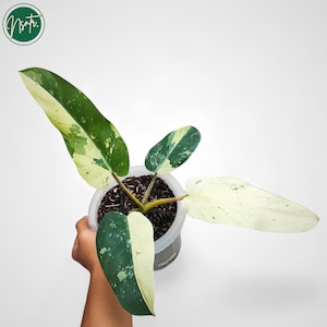 Philodendron whipple way - Etsy 日本