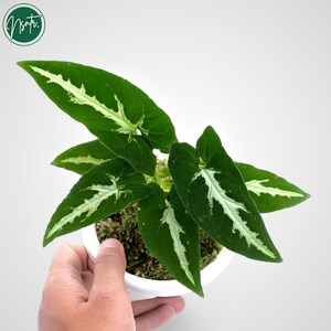 Syngonium Wenlandii Sällsynt unik växt