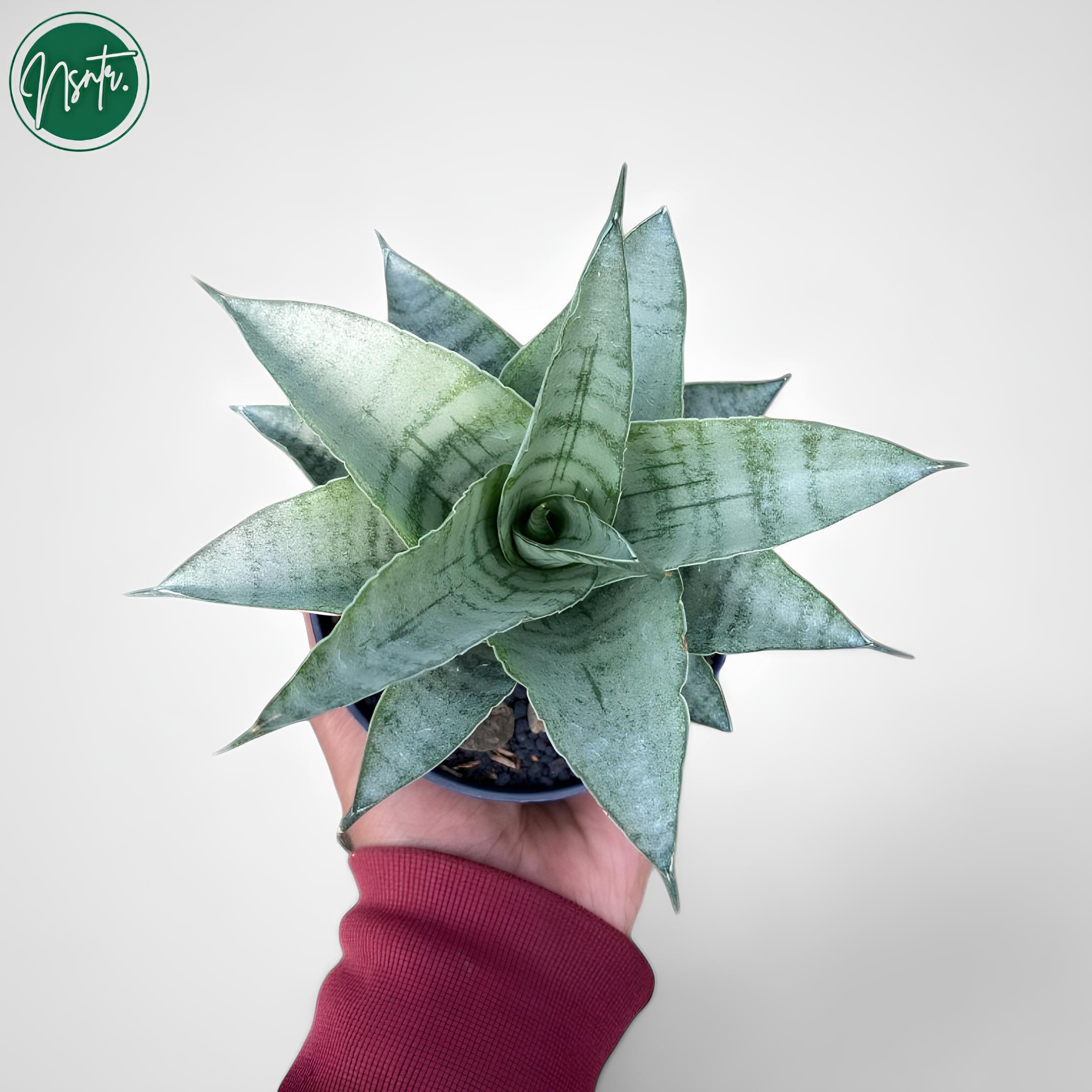 Sansevieria Hybrid Agatha Rare Uniqe Snake Plant - Etsy