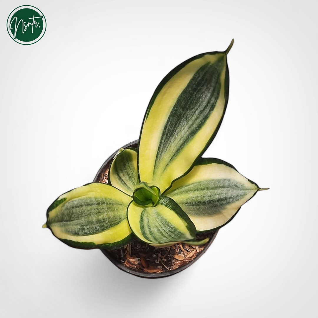 Sansevieria Hahnii Lucille Polland Rare Uniqe Snake Plant Etsy sansevieria-hahnii-lucille-polland-rare-uniqe-snake-plant-etsy