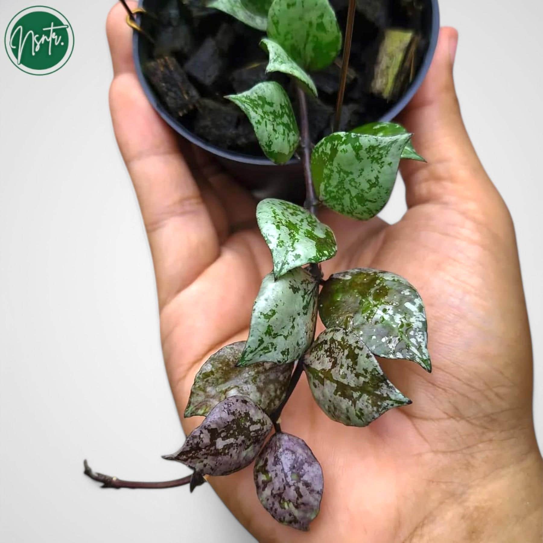 Hoya lacunosa black aurora　& 　プラ吊り鉢6個 il_1080xN.6797151151_9scu.jpg