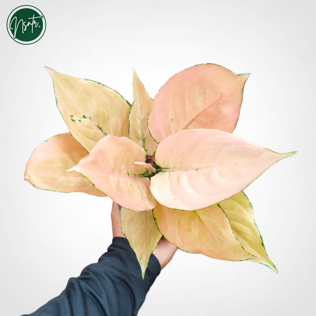 エクセル 　Aglaonema Khum Koonなど Aglaonema komkoon black】 『冷静と情熱のあいだ